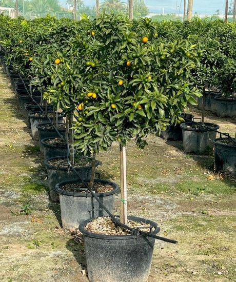 Kumquatbaum