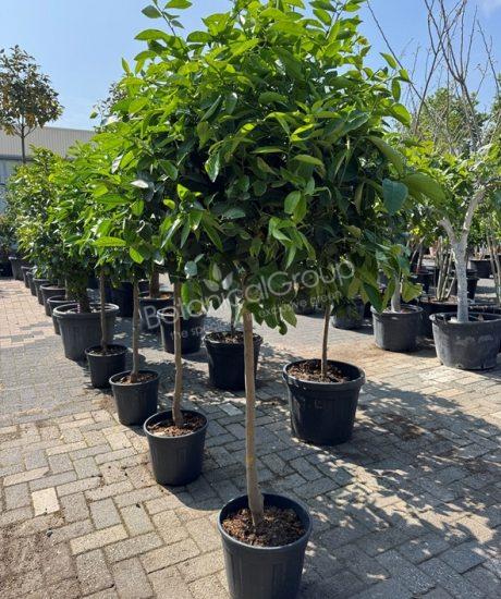 Limettenbaum - Citrus latifolia