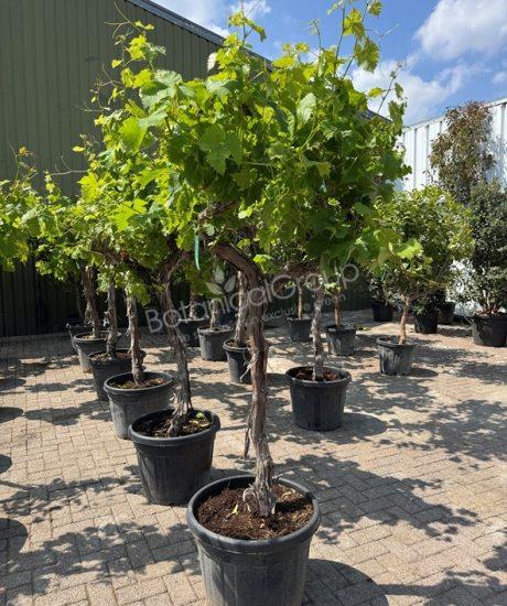 Weinrebe - Vitis vinifera
