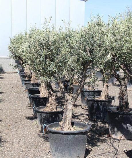 Olivenbaum knorrig