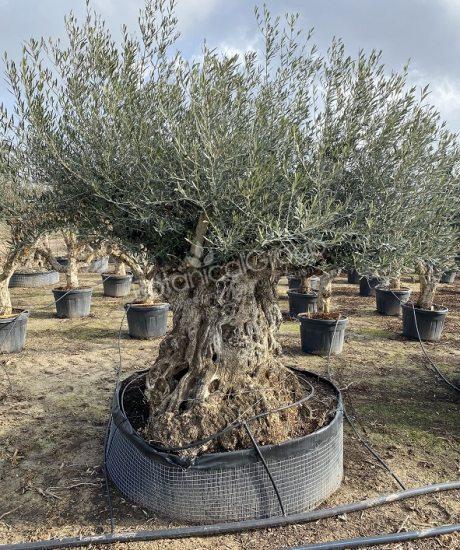 Olivenbaum Bonsai