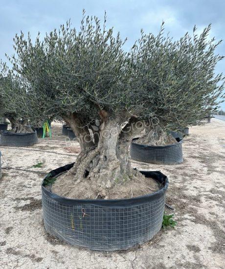 Olivenbaum Bonsai mit  vier Stämmen