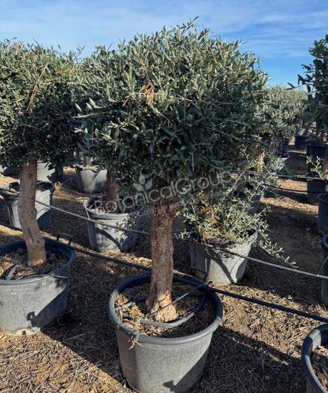 Olivenbaum Bonsai - Olea europaea