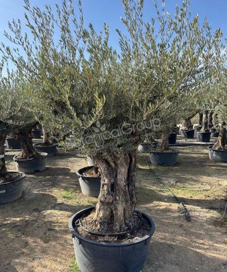 Olivenbaum knorrig - Olea europaea