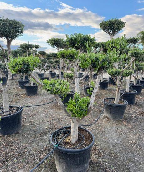 Olivenbaum Pom-Pom - Olea europaea