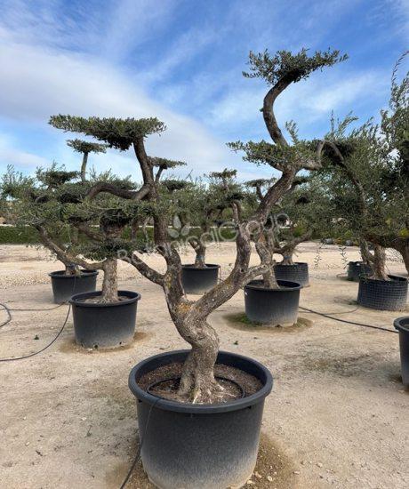 Olivenbaum Pom-Pom - Olea europaea