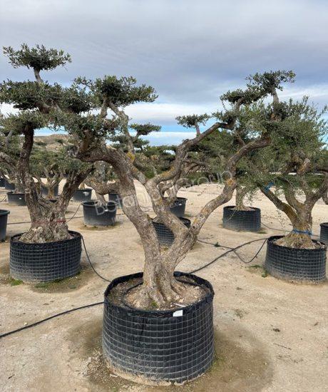 Olivenbaum Pom-Pom - Olea europaea