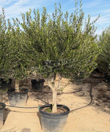 Olivenbaum - Olea europaea