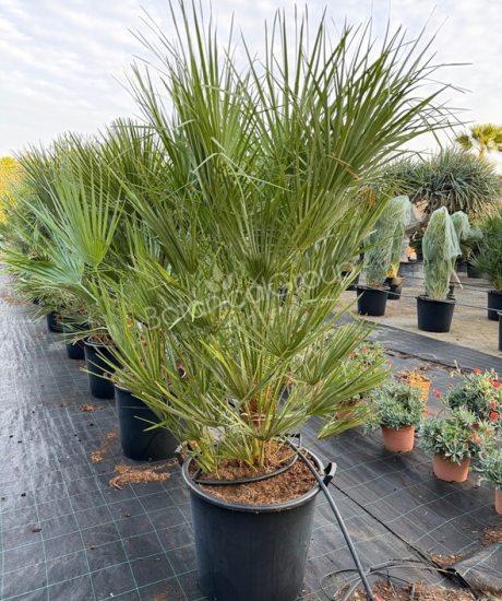 Chamaerops humilis - Europäische Zwergpalme 