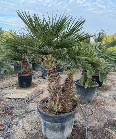 Chamaerops humilis - Europäische Zwergpalme 