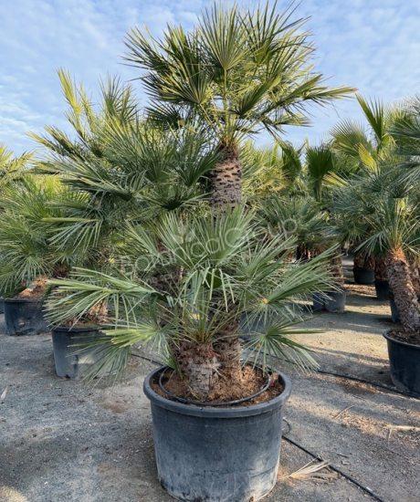 Chamaerops humilis - Europäische Zwergpalme 