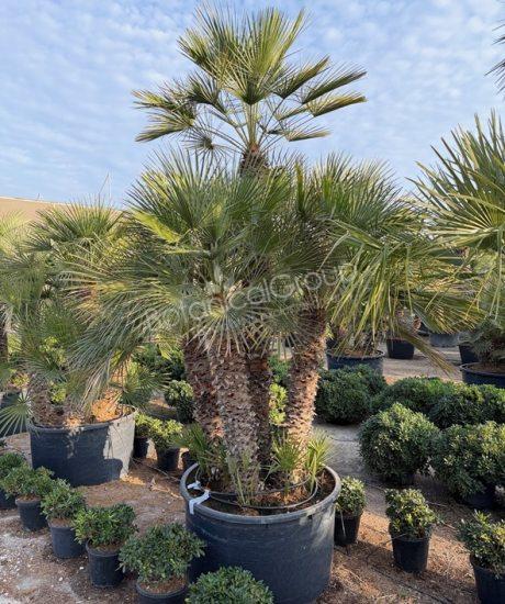 Chamaerops humilis - Europäische Zwergpalme 