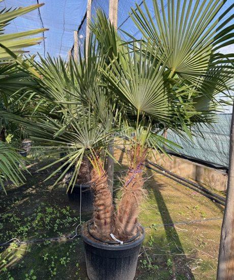 Trachycarpus fortunei - Chinesische Hanfpalme