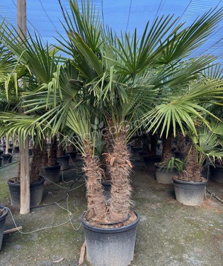 Trachycarpus fortunei - Chinesische Hanfpalme