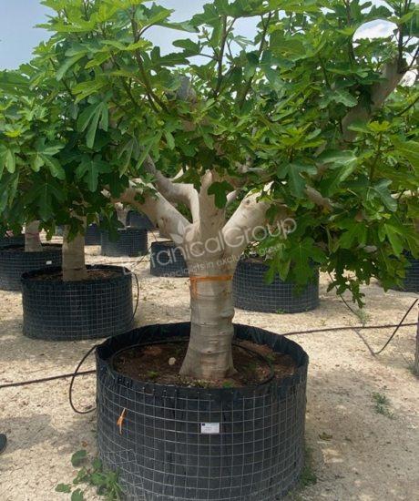 Feigenbaum - Ficus carica