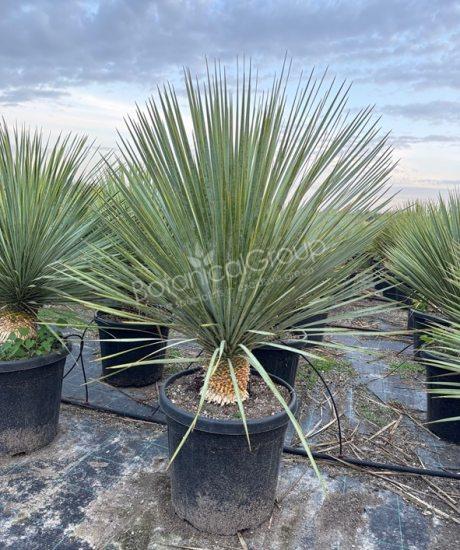 Yucca rostrata - Yucca