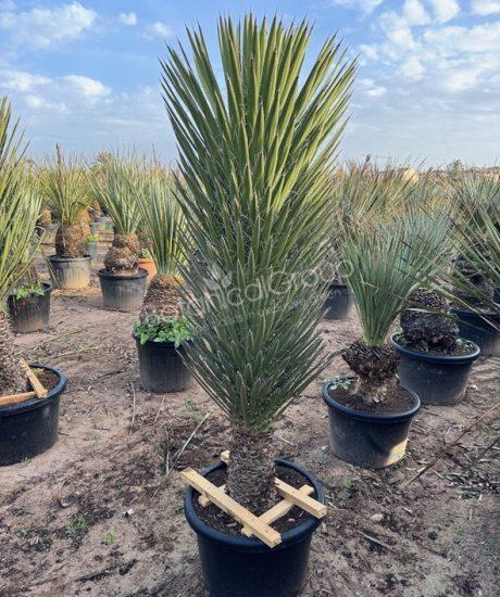 Yucca filifera - Palmlilie