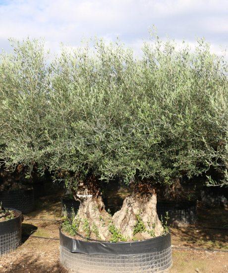 Olivenbaum Bonsai mit  zwei Stämmen