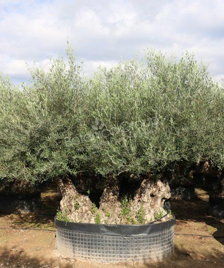 Olivenbaum Bonsai mit  drei Stämmen