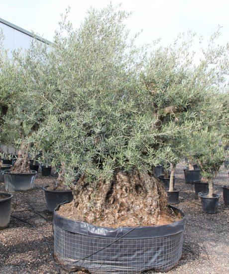 Olivenbaum Bonsai