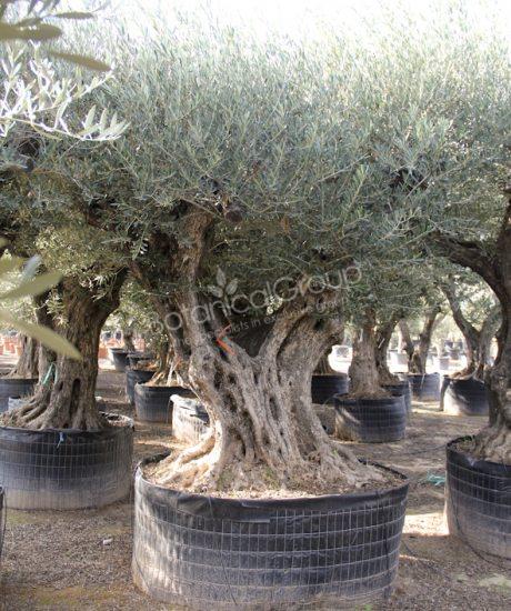 Olivenbaum Regional in voller Große aus Pyrenäen 