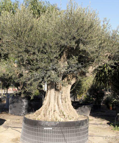 Olivenbaum Regional in voller Große aus Pyrenäen