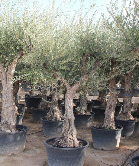 Olivenbaum Regional in voller Große aus Pyrenäen