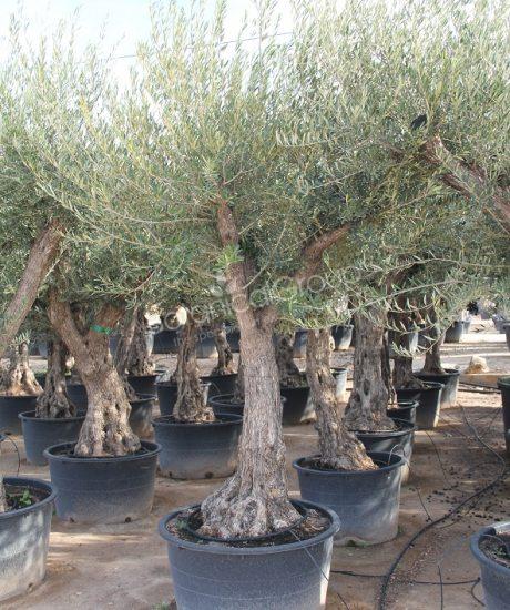 Olivenbaum Regional in voller Große aus Pyrenäen (Bestseller!)