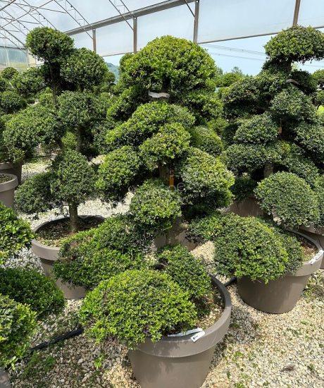BotanicalGroup Deutschland | The specialists in exclusive green - Taxus  cuspidata