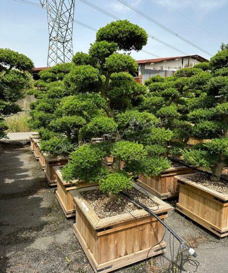 BotanicalGroup Deutschland | The specialists in exclusive green - Taxus  cuspidata