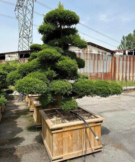 efeu online bestellen Irischer Efeu kaufen