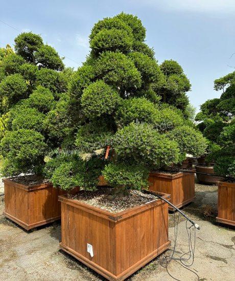 BotanicalGroup Deutschland | The specialists in exclusive green - Taxus  cuspidata