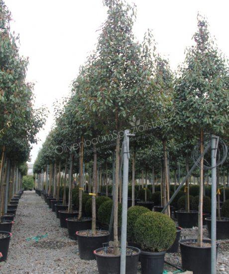 BotanicalGroup Deutschland | The specialists in exclusive green - Photinia  fraseri 'Red Robin'