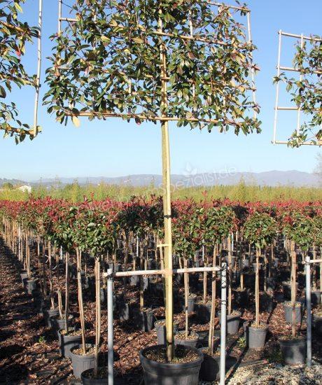 fatsia japonica plant Fatsia japonica – Plant Material main image 1