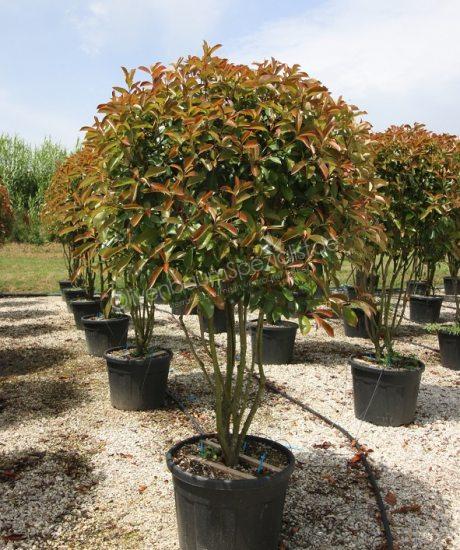 philodendron florida green Philodendron Florida Green – The Rooted Plant Shop