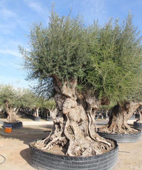 Olivenbaum - Olea europaea | BotanicalGroup Deutschland | The specialists  in exclusive green -